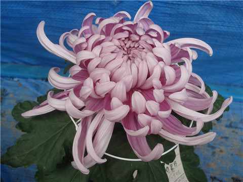 独立冰霜（菊花）李募春摄影