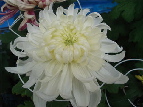 独立冰霜（菊花）李募春摄影