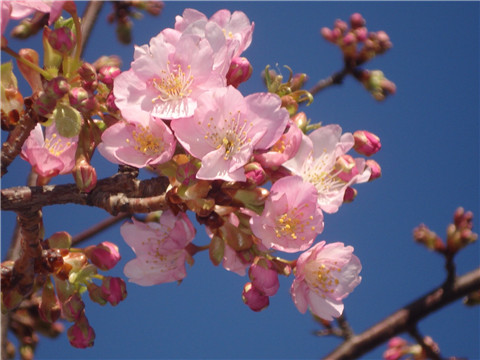 文静淡薄（樱花）李募春摄影
