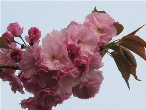 文静淡薄（樱花）李募春摄影