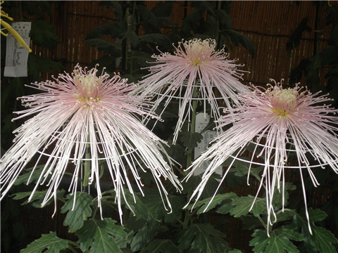 独立冰霜（菊花）李募春摄影