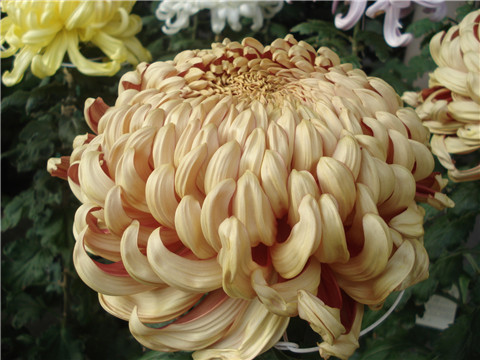 独立冰霜（菊花）李募春摄影