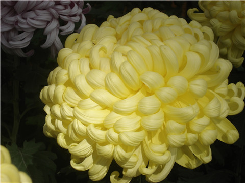 独立冰霜（菊花）李募春摄影