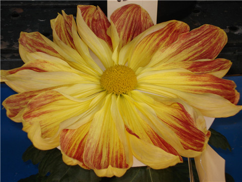 独立冰霜（菊花）李募春摄影